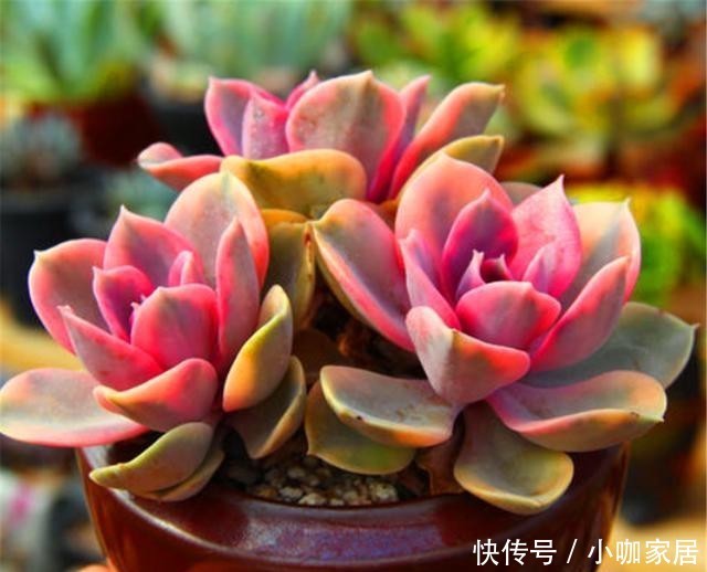 亮丽|多肉中的紫色精灵,颜色亮丽养护简单,虐一虐,养成悬崖桩