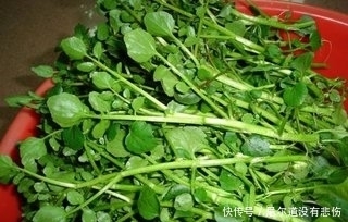 豆瓣菜|农村长在水里的这些野菜,提高智力,润肺化痰,抗衰老,你认识吗