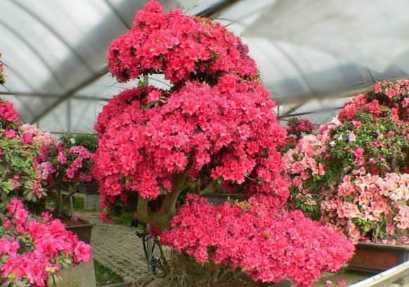 有3种花卉，若养得越长久，就可以成为花中“长老”，价值不菲