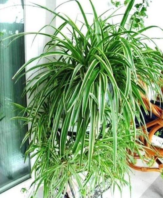 吊兰发黄、瘐弱“改掉”3个坏习惯,再施1种肥,叶油绿,长得旺