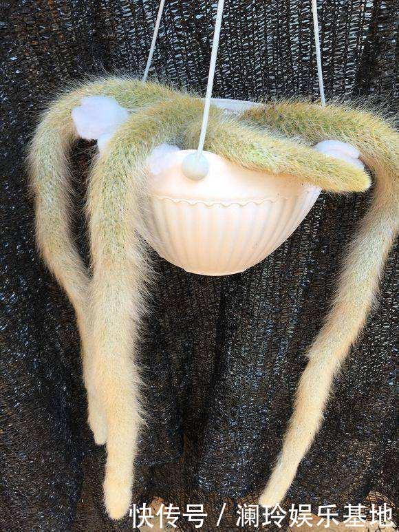 她家一棵“九尾狐”，开花超艳丽，邻居看了都眼馋！