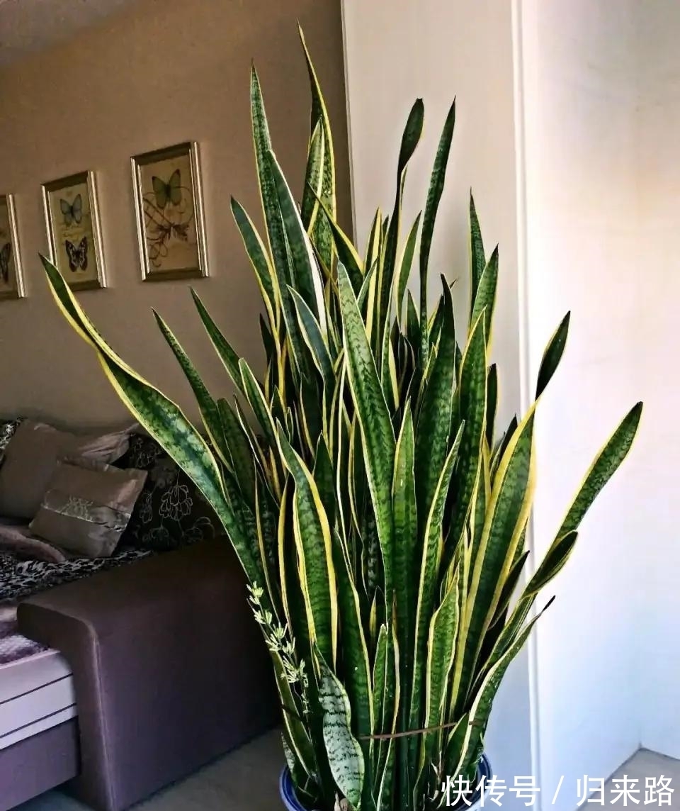 冬天虎皮兰,正在“虚弱期”,注意3个要点,小芽一个接一个