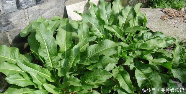 野草|野草人称金不换，农民都当杂草，却不知它是天然的洗发水