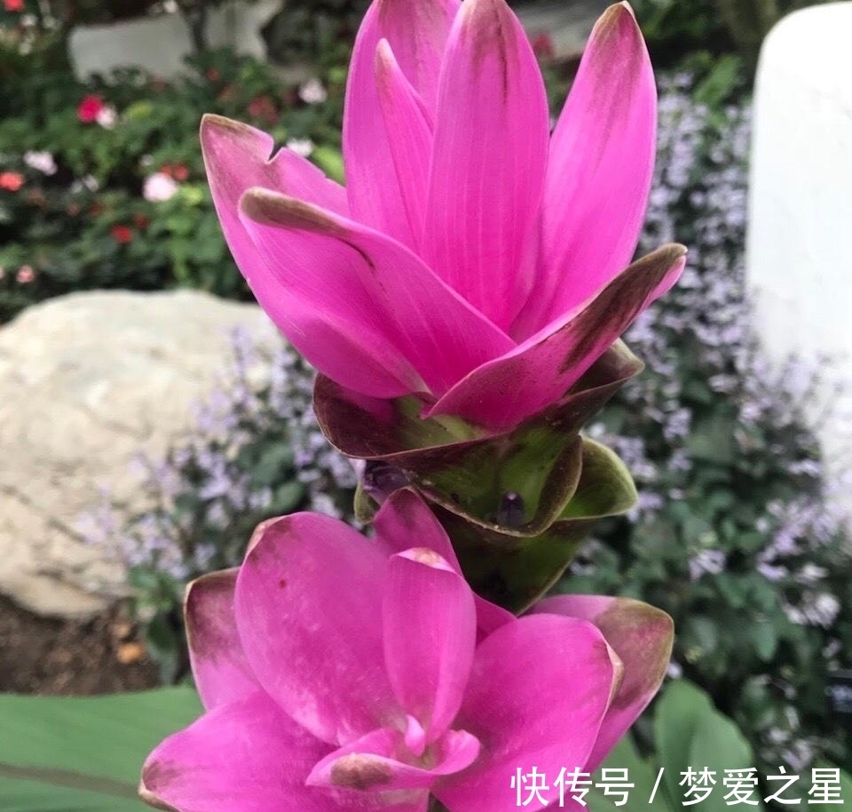 荷花|一块“大生姜”,开满粉荷花,家里养一盆,仙气飘飘,开花100天