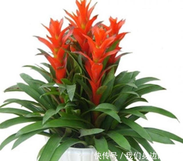 这6种盆栽不用买,水果吃完丢水里泡7天,30天后乐开花!