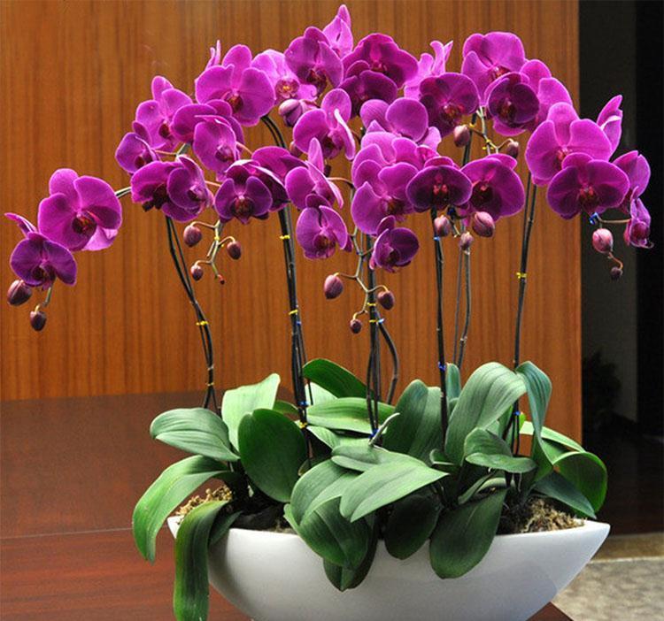 10种“旺运花”开花红艳艳,现在养一盆,春节刚好开,红火显富贵