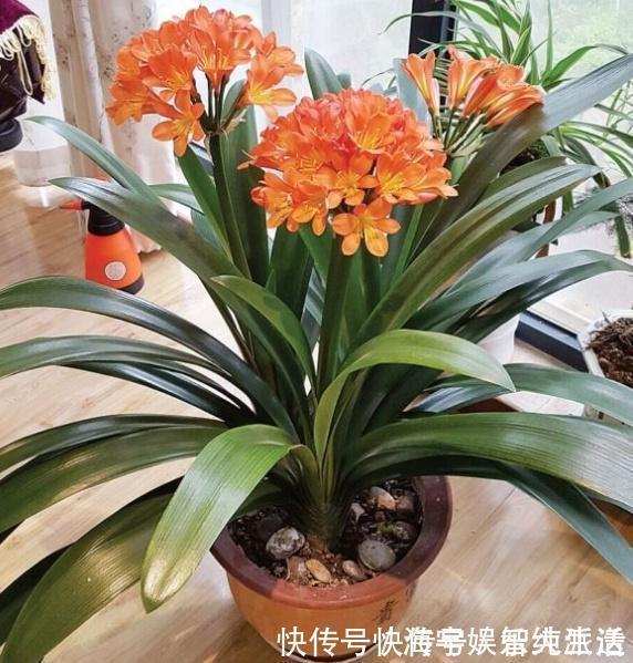 盆栽|李大姐养君子兰,开春“切一刀”,养60天,冒出9个芽,要爆盆了