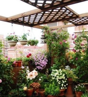 盆栽|5种有毒的花卉盆栽，如果家中养了，赶快处理，不要掉以轻心