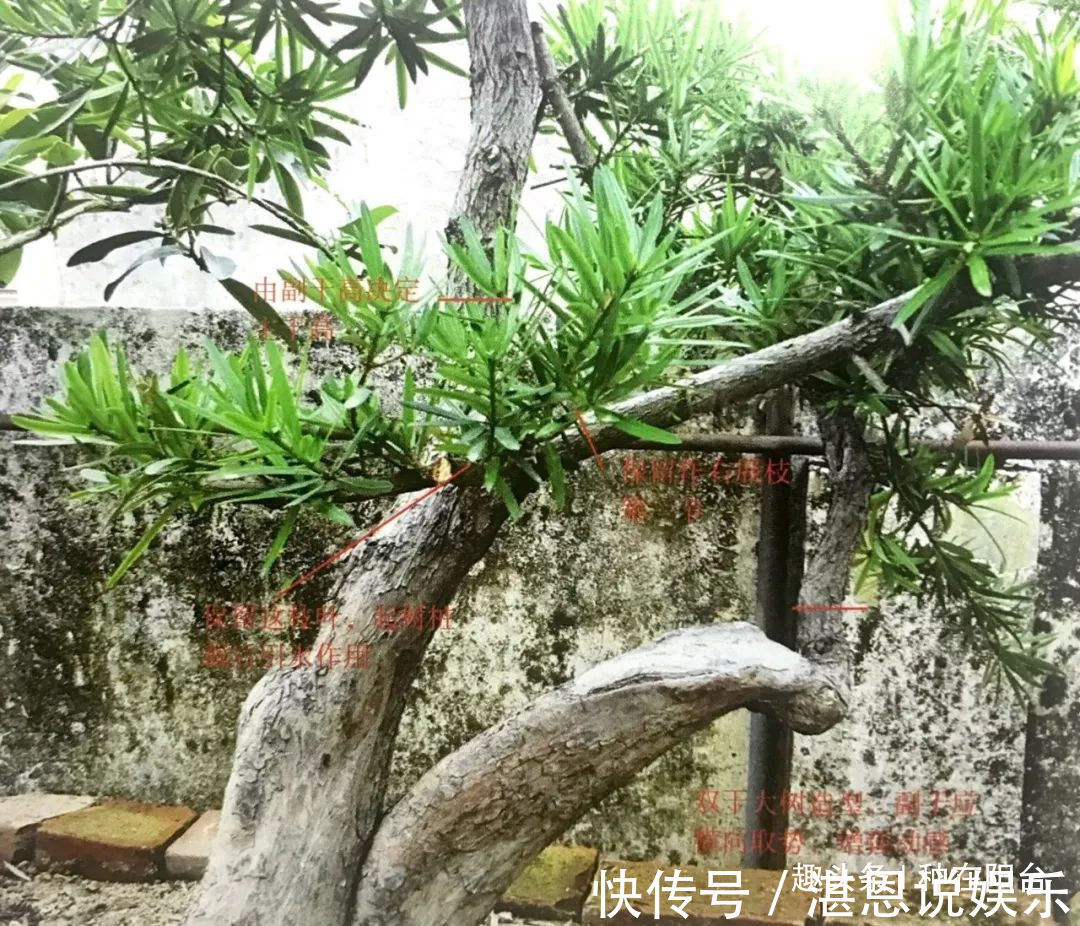 嫁接|罗汉松芽接案例分享，台长教你玩出别出心裁的岭南盆景！