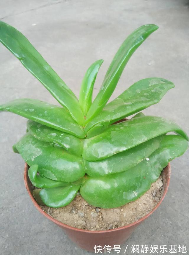 玉树|5种霸气花,个个“丑八怪”却吉利镇宅,丢在角落不管,一样爆棚