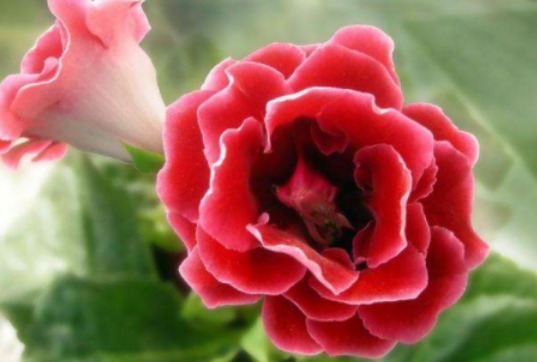 大岩桐常用的3种繁殖方法，简单易懂，一学就会