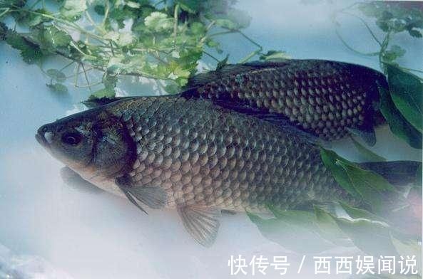 钓鱼窝子里明明有鱼，就是不吃饵，先把原因找到