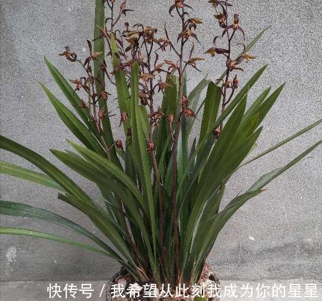 兰花的四个“大误区”,看似有道理,实则很陷阱,别被人忽悠了