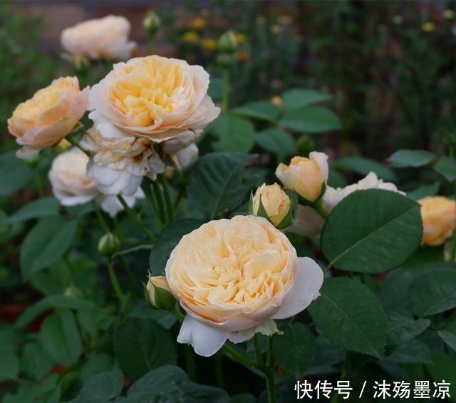 养月季用点大补肥，一年用一次，四季开花不断！