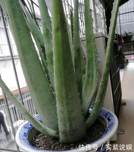 养分|养芦荟,按照这个“路子”,蹭蹭冒小芽,叶片粗壮厚实,挤满盆