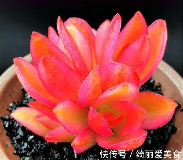 喜欢多肉就选这1款,火红喜庆颜值高,只要4招,养成垂吊悬崖桩