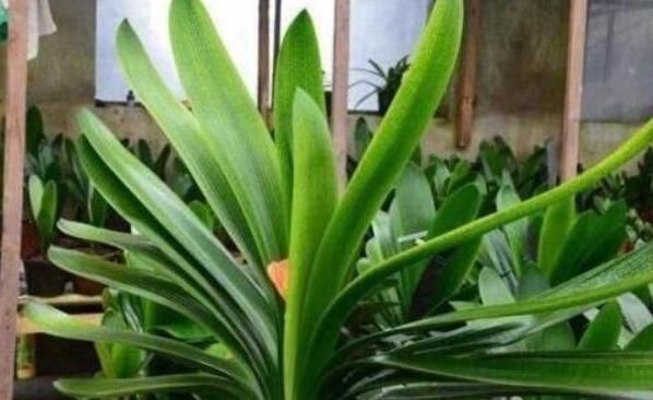 盆里有了“它”，难怪花花草草都“疯”长，观赏价值高还实用