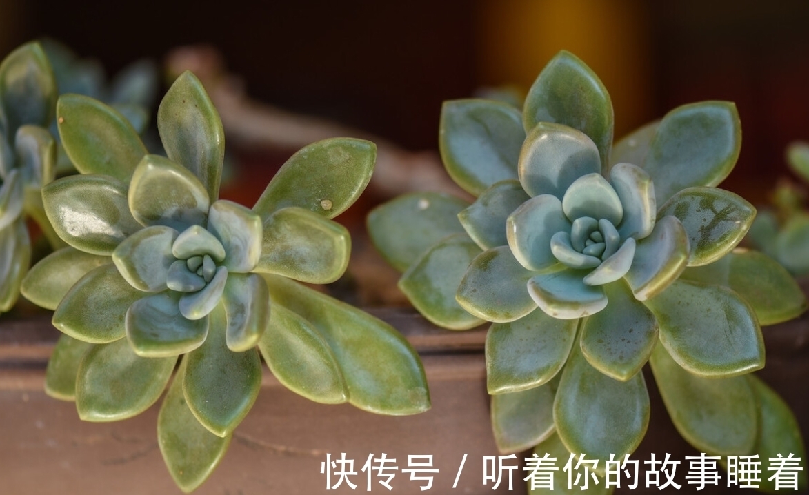 春天栽种多肉植物,做好5个“不”,棵棵长成小胖球