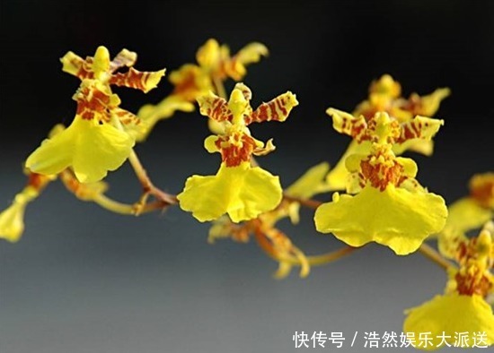 原球|喜欢养花就养文心兰，开花金黄寓意好，养护轻松花香四溢，美极了