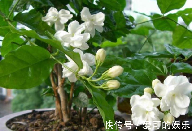 秋冬茉莉花有“3怕”,及时避开安全过冬,来年开花会更多