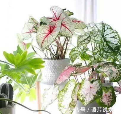 浇水|总爱给花浇水那就养这4种花,不怕浇,还越浇越旺