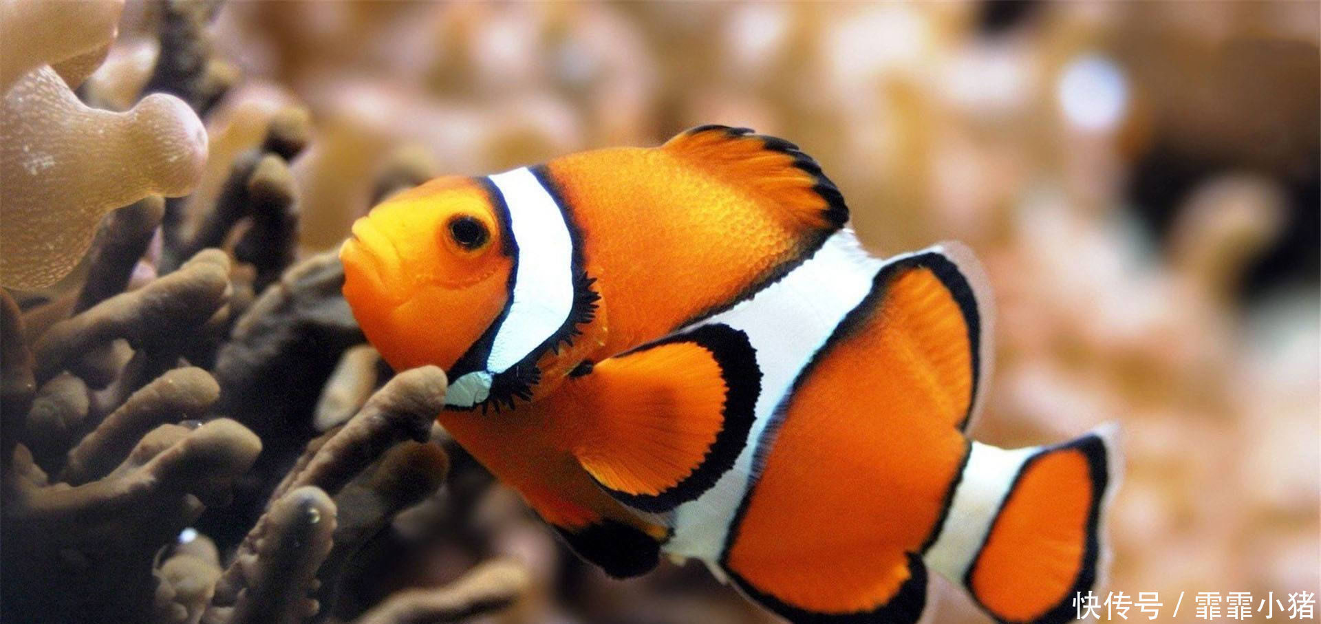 最亮|最亮的颜色的鱼外表很漂亮,受到人们的喜爱