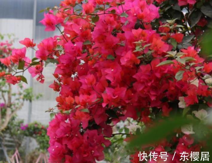 长势|秋天三角梅长出花苞后,两处修剪是重点,做好了花量翻倍