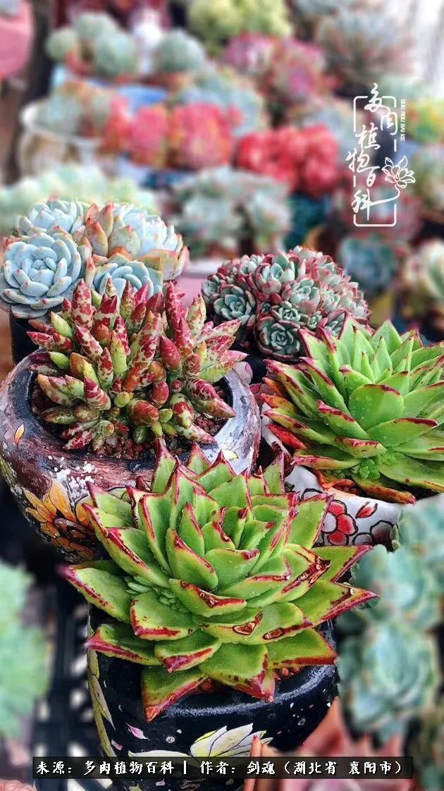 花盆|当美丽的多肉邂逅漂亮的手绘花盆,会是怎样的一种美