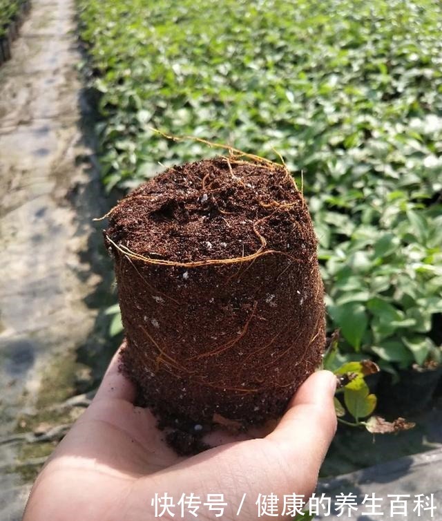 买的花总不活,秘密全在花盆里,搬起来看看才知道!