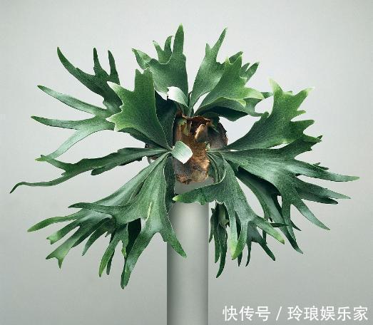 养护|这4种花，“大胆”浇水长得更好，水越多根越旺，开花你就赚了！