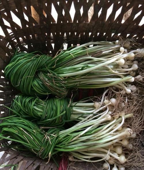 農(nóng)村這種野菜用肉都不換,營養(yǎng)價值高,而且很珍貴!