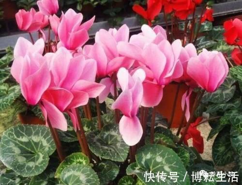 仙客来开花期,给它做4个小细节,开花时间长,花色更美