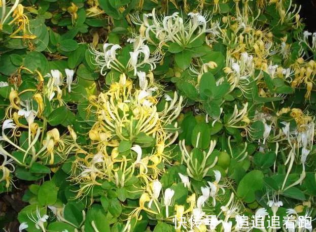 还在养吊兰3种花剪根枝，插土里就能活，半年成花墙，太惊艳了