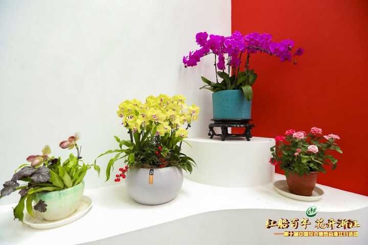芳兰 花博会“浙江日” 500多种植物讲述浙江绿水青山的故事