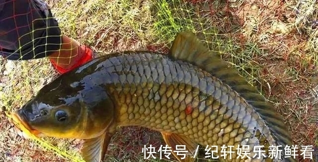 黑坑|被钓过的鱼还会吃鱼饵吗？真相原来是这样！