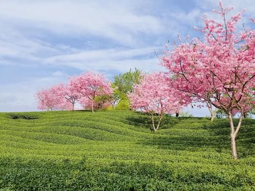 梅花|想赏樱花但又去不了日本？也许这里能给你更好的体验！