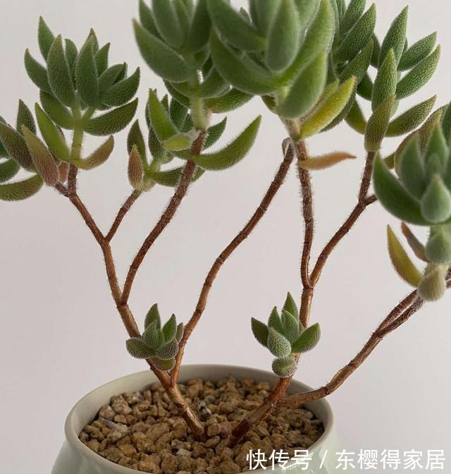 宝贝|多肉新手套餐中收获的宝贝绒针，一年就变成直立老桩，越看越喜欢