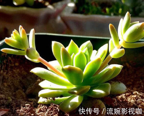 叶片|多肉马库斯怎么叶插教你3个叶插小步骤,生根迅速长势更旺盛