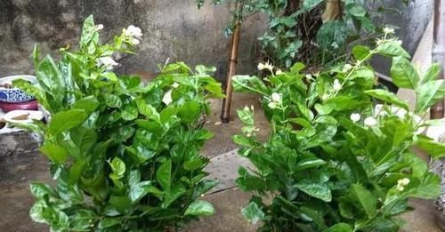 重点|平时该如何管理茉莉花抓住5个重点,植株枝繁叶茂、开花多