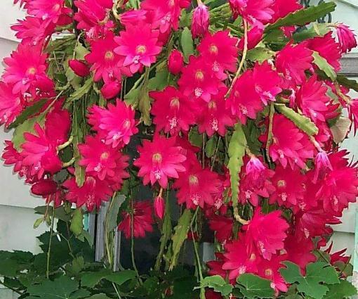 令箭荷花“耍心机”，就是不开花吃点“天然肥”，花开不断