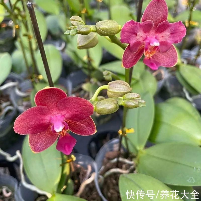 红火好养的“喜庆花”，现在买不吃亏，下个月价格翻两倍