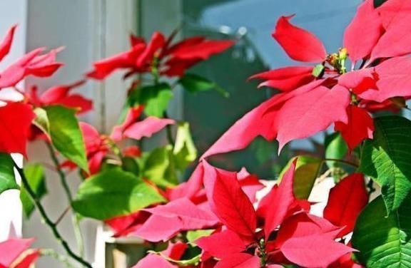 盆栽|5种有毒的花卉盆栽，如果家中养了，赶快处理，不要掉以轻心