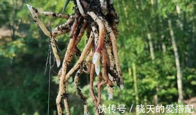 妙招|立秋天气还这么热，养兰花有没有避暑妙招？教你3招安全避暑