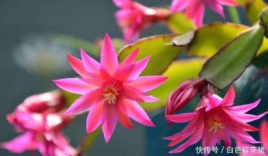 迷人|这5看花最好养，花开繁盛又迷人，花香清新怡人，养在家美爆夏天