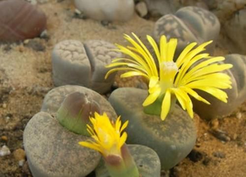 多肉盆栽,天冷不上色怎么办?关小黑屋叶子1个月就变糖果色