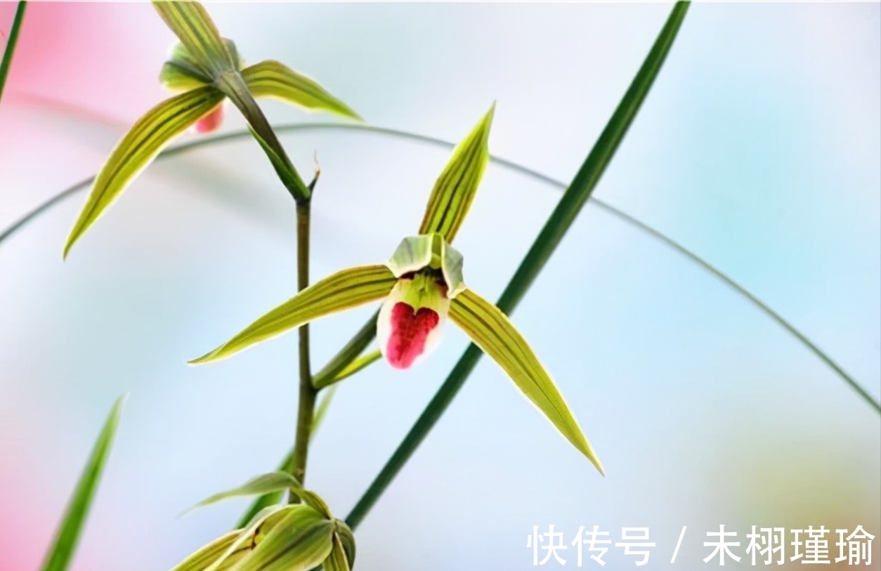 正在消失的稀有兰花,古香古色,兰香浓郁,不养一定会后悔