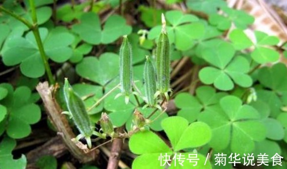 野菜|乡下俗称“金不换”,比醋还酸,100一斤买不到,价值珍贵