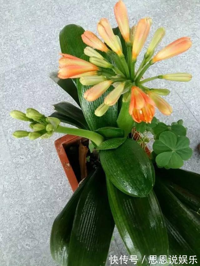 开花|盆栽君子兰养了多年不开花,给它喝点这个就行了!