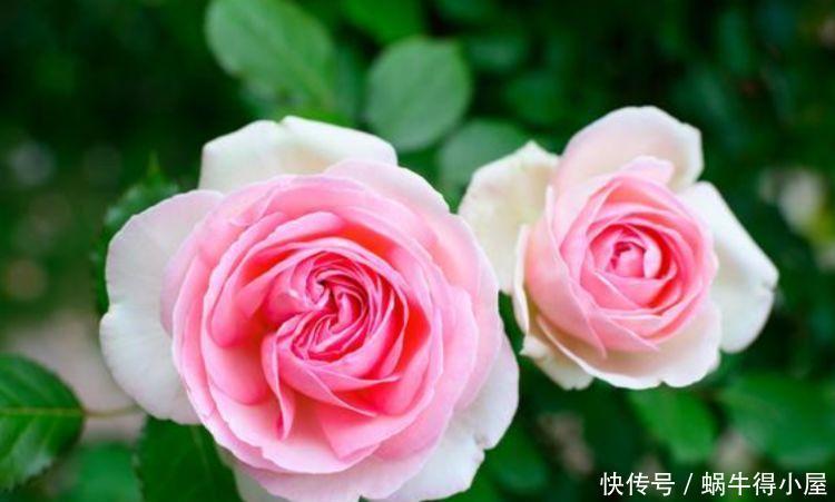 养花试试此几款,花朵小巧玲珑,花朵姿态万千