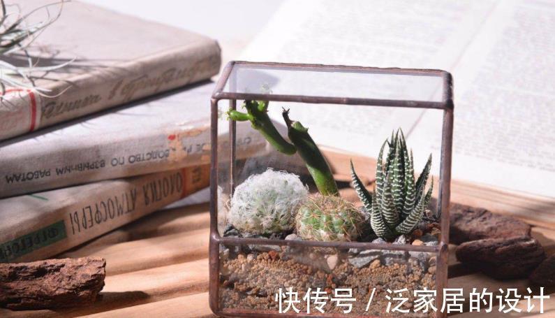 多肉|这5款多肉一点都不输花卉,勺状叶排序如娇花,还能散发出幽香